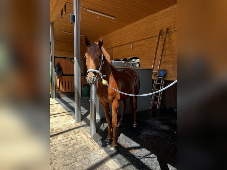 Oldenburg Stallion 4 years Chestnut-Red in Aach