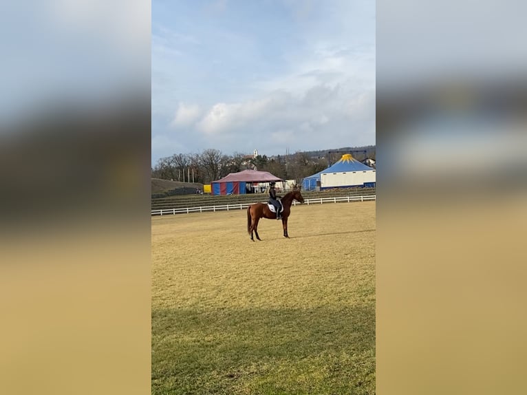 Oldenburg Stallion 4 years Chestnut-Red in Aach