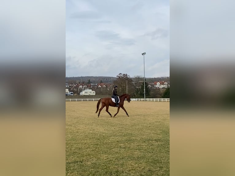 Oldenburg Stallion 4 years Chestnut-Red in Aach