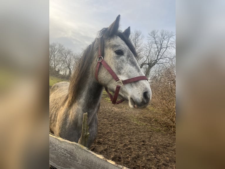 Oldenburg Stallion 4 years Gray in Söllingen