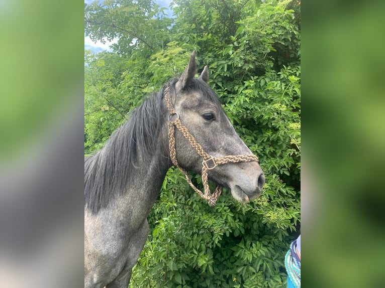 Oldenburg Stallion 4 years Gray in Söllingen