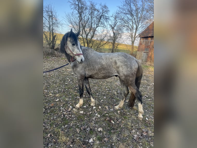 Oldenburg Stallion 4 years Gray in S&#xF6;llingen