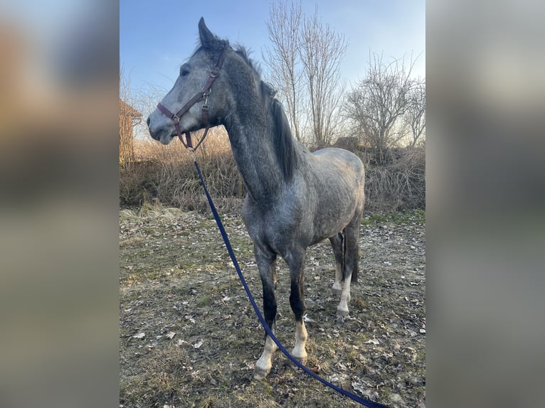 Oldenburg Stallion 4 years Gray in S&#xF6;llingen