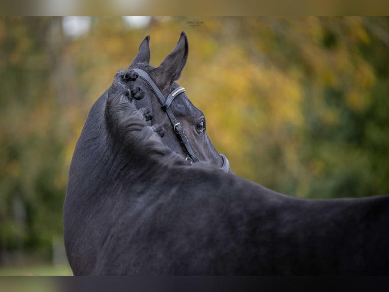 Oldenburg Stallion 4 years Smoky-Black in Barłomino