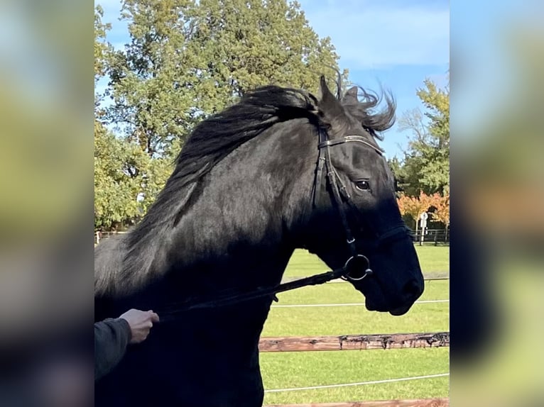 Oldenburg Stallion 5 years 16,1 hh Black in Meyenburg