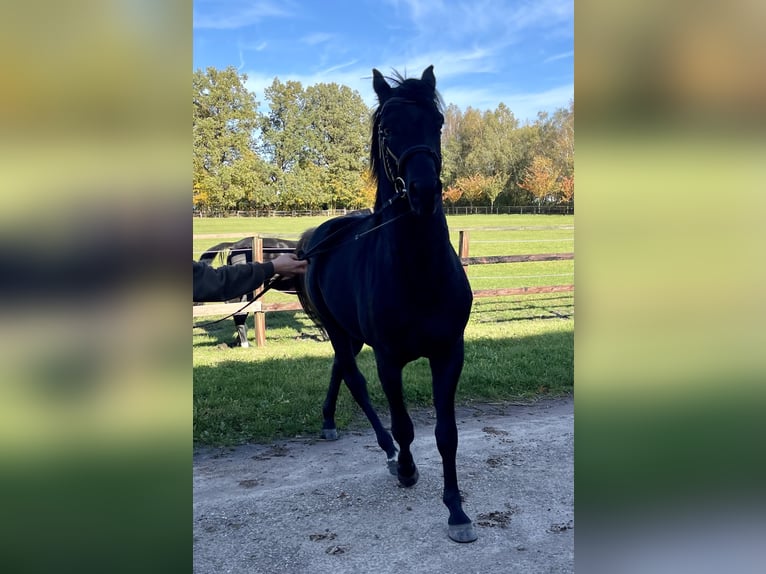 Oldenburg Stallion 5 years 16,1 hh Black in Meyenburg