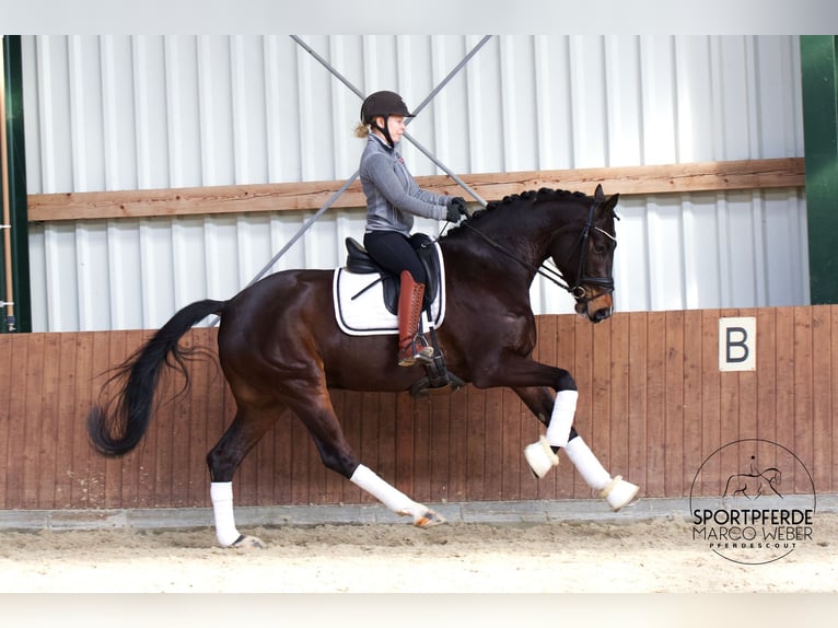 Oldenburg Stallion 5 years 16,2 hh Bay-Dark in Westerstede