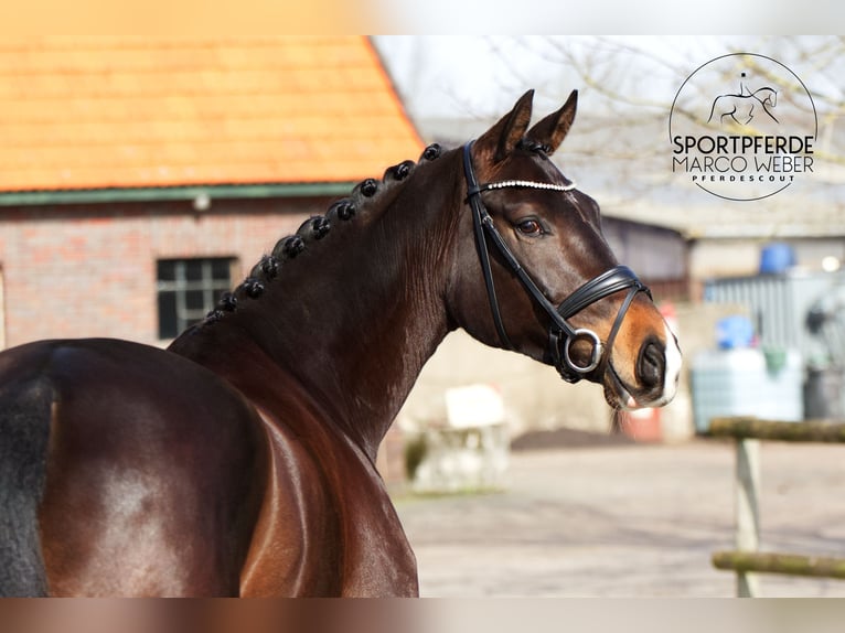 Oldenburg Stallion 5 years 16,2 hh Bay-Dark in Westerstede