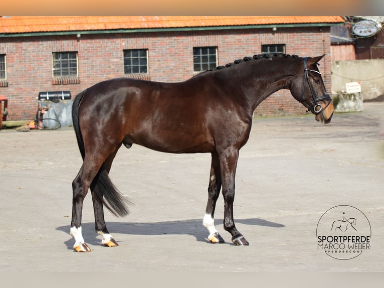 Oldenburg Stallion 5 years 16,2 hh Bay-Dark in Westerstede