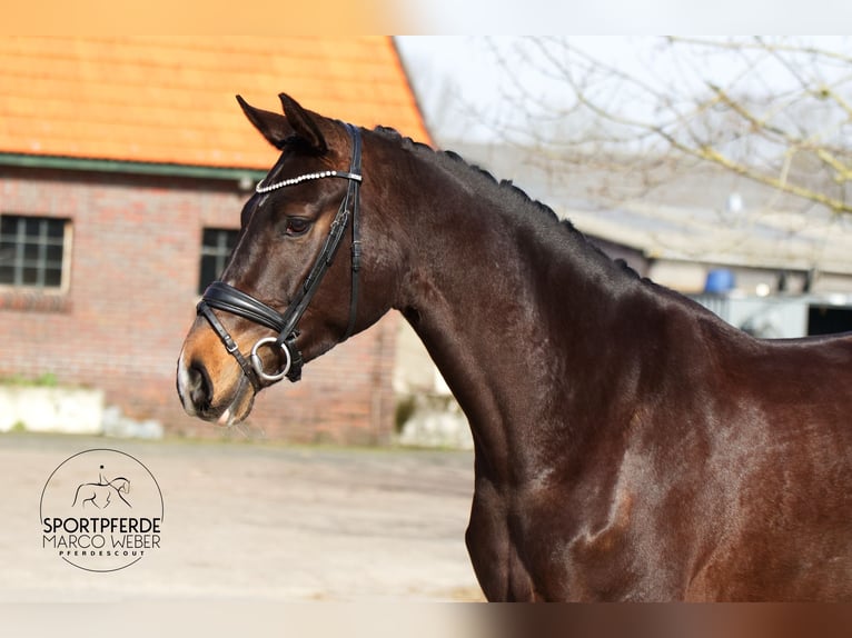 Oldenburg Stallion 5 years 16,2 hh Bay-Dark in Westerstede