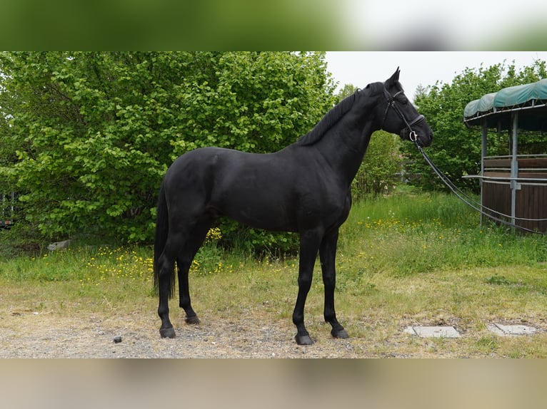 Oldenburg Stallion 5 years 16,2 hh Black in Parola