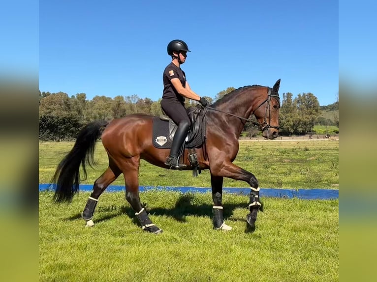 Oldenburg Stallion 5 years 16.2 hh Brown-Light in Jimena de la frontera