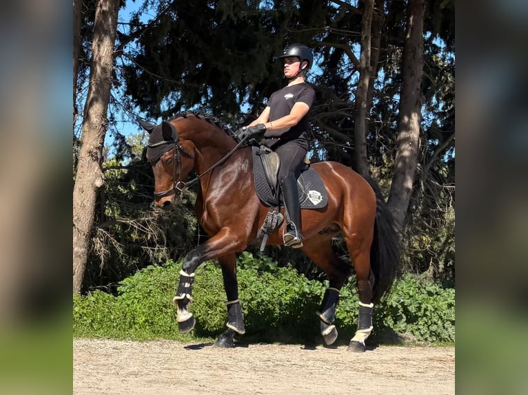 Oldenburg Stallion 5 years 16.2 hh Brown-Light in Jimena de la frontera