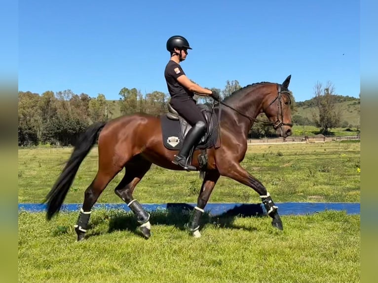 Oldenburg Stallion 5 years 16.2 hh Brown-Light in Jimena de la frontera
