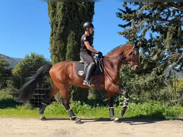 Oldenburg Stallion 5 years 16.2 hh Brown-Light in Jimena de la frontera