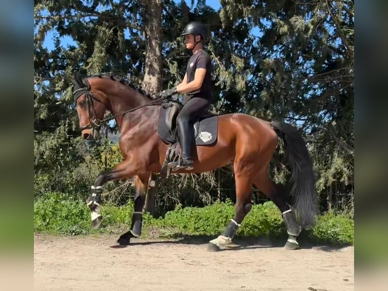 Oldenburg Stallion 5 years 16.2 hh Brown-Light in Jimena de la frontera
