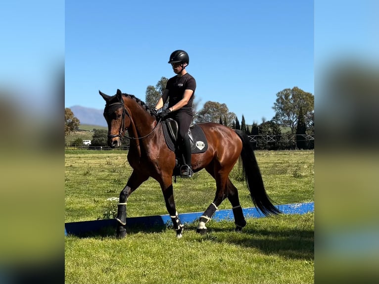 Oldenburg Stallion 5 years 16.2 hh Brown-Light in Jimena de la frontera