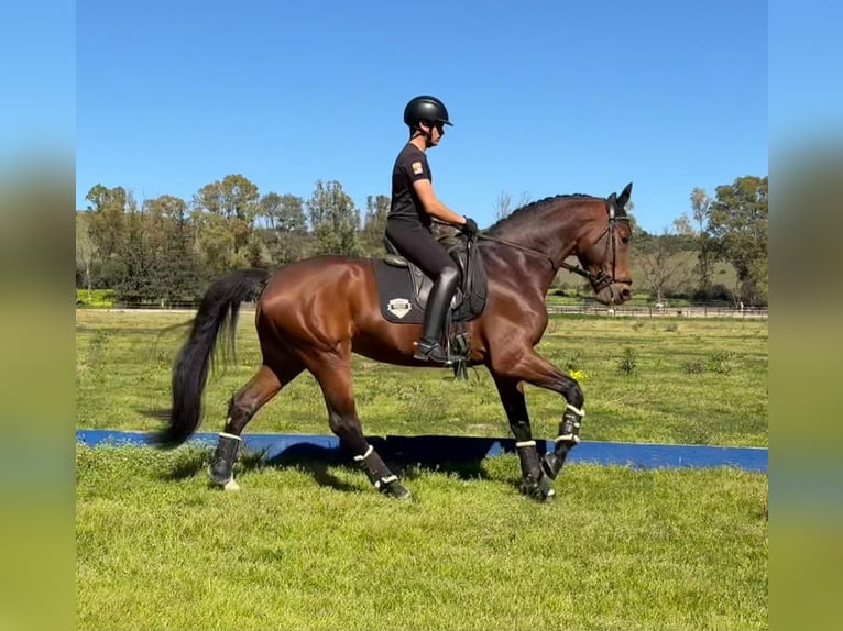 Oldenburg Stallion 5 years 16.2 hh Brown-Light in Jimena de la frontera