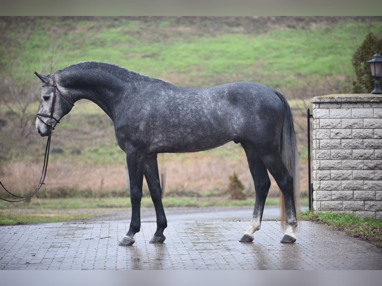 Oldenburg Stallion 5 years 16,2 hh Gray in Dunaújváros