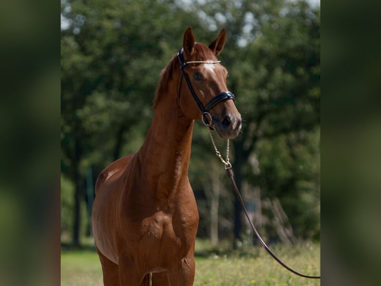 Oldenburg Stallion 5 years 16,3 hh Chestnut-Red in Susteren