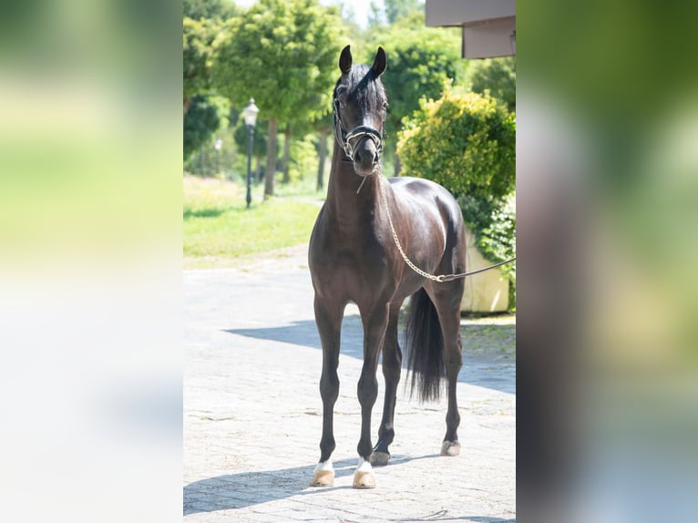 Oldenburg Stallion 5 years 16 hh Bay-Dark in Susteren