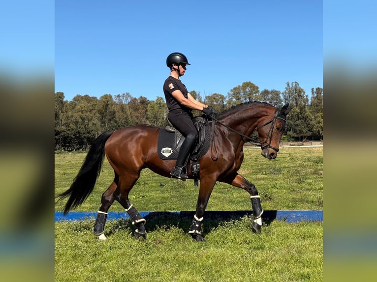 Oldenburg Stallion 5 years 16,2 hh Brown-Light in Jimena de la frontera