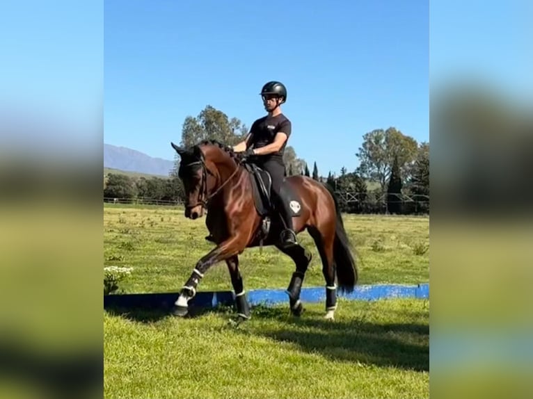 Oldenburg Stallion 5 years 16,2 hh Brown-Light in Jimena de la frontera