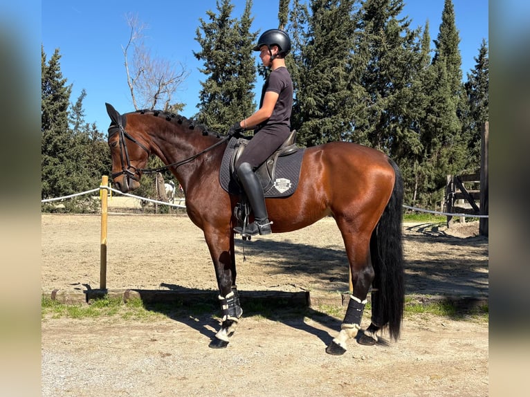 Oldenburg Stallion 5 years 16,2 hh Brown-Light in Jimena de la frontera