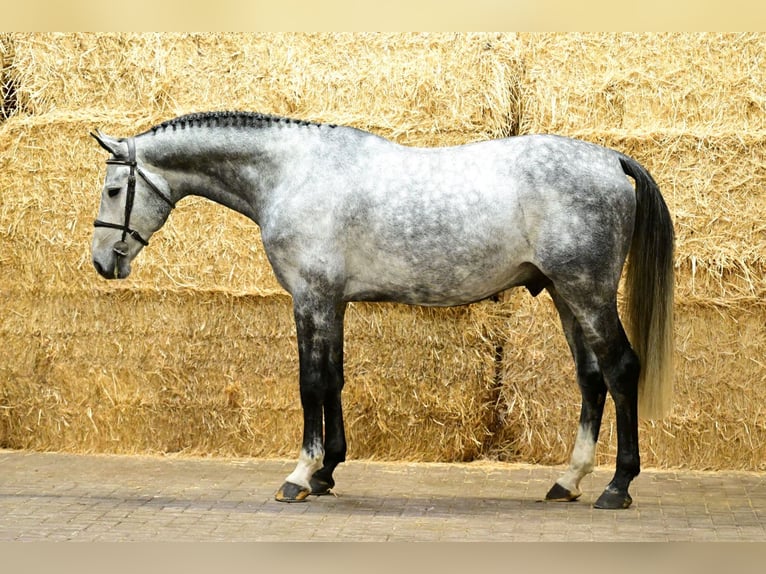 Oldenburg Stallion 5 years 16,2 hh Grey in Bladel
