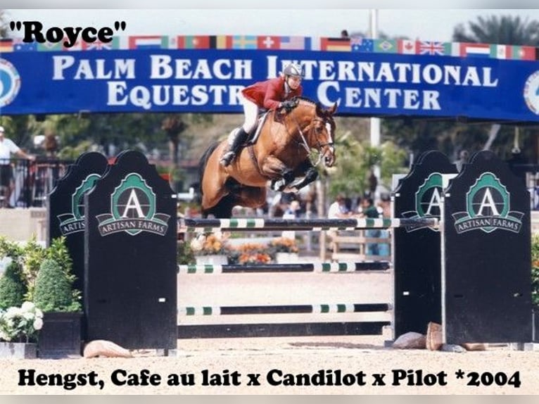 Oldenburg Stallion 5 years 16,3 hh Smoky-Black in Bramsche Oldenburg Stallion 5 years 16,3 hh Smoky-Black in Bramsche