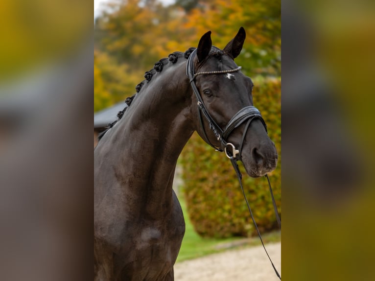 Oldenburg Stallion 5 years 17 hh Black in Dreieich