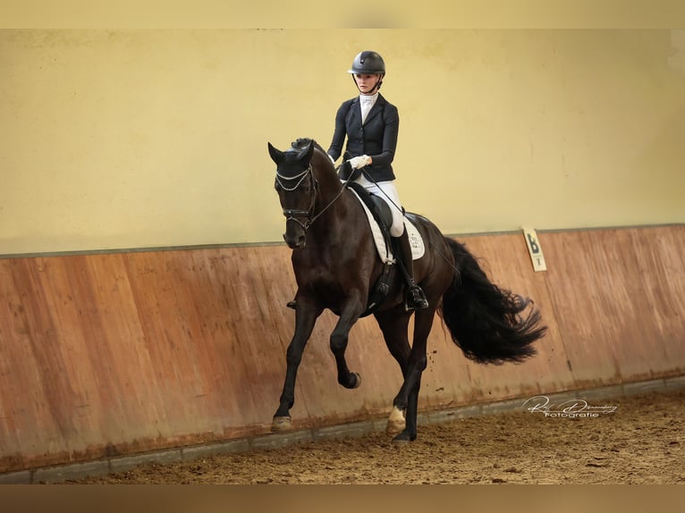 Oldenburg Stallion 5 years 17 hh Black in Dreieich