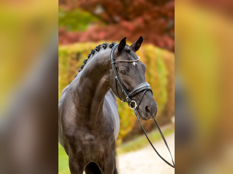 Oldenburg Stallion 5 years 17 hh Black in Dreieich