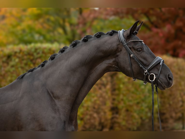 Oldenburg Stallion 5 years 17 hh Black in Dreieich