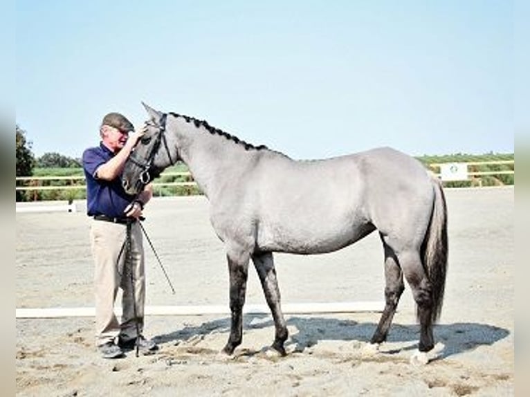 Oldenburg Mix Stallion 6 years 14.2 hh Grullo in Petaluma, California