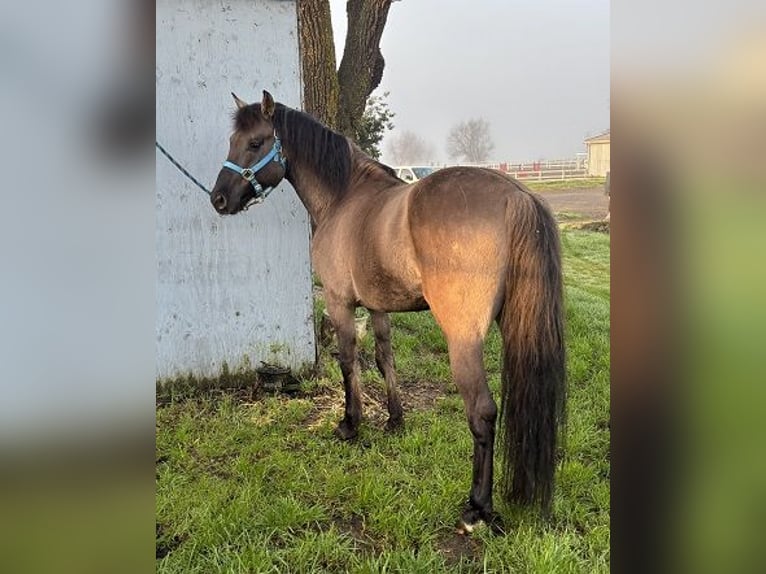 Oldenburg Mix Stallion 6 years 14,2 hh Grullo in Petaluma, California