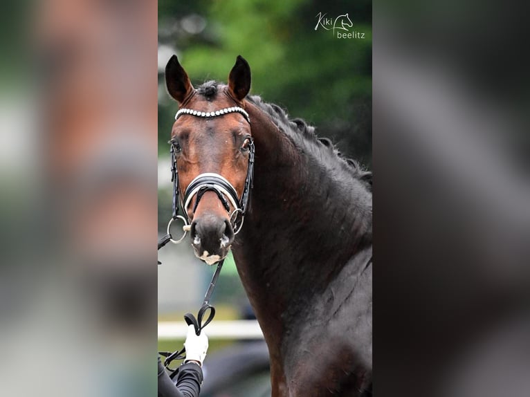 Oldenburg Stallion 6 years 16,3 hh Brown in Ritzing