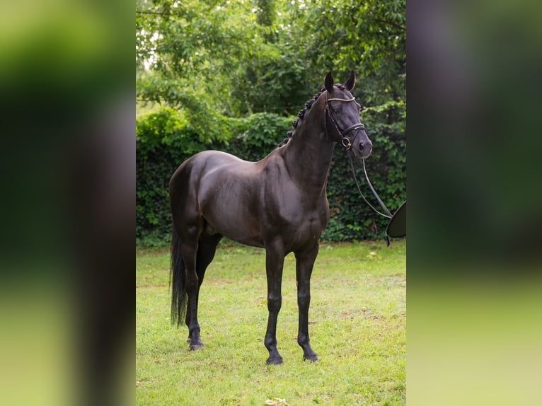 Oldenburg Stallion 6 years 16,1 hh Black in Debrecen