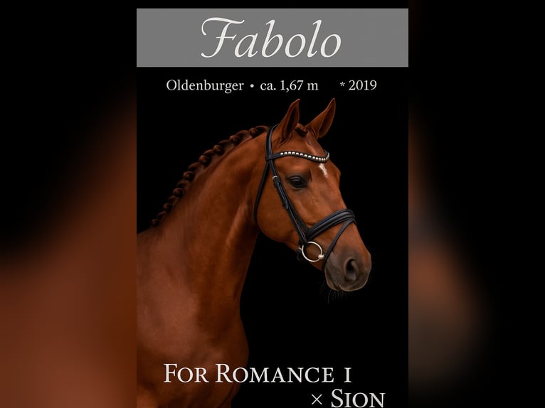 Oldenburg Stallion 6 years 16,1 hh Chestnut in Rosenheim