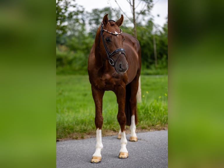 Oldenburg Stallion 6 years 16,1 hh Chestnut in Rosenheim