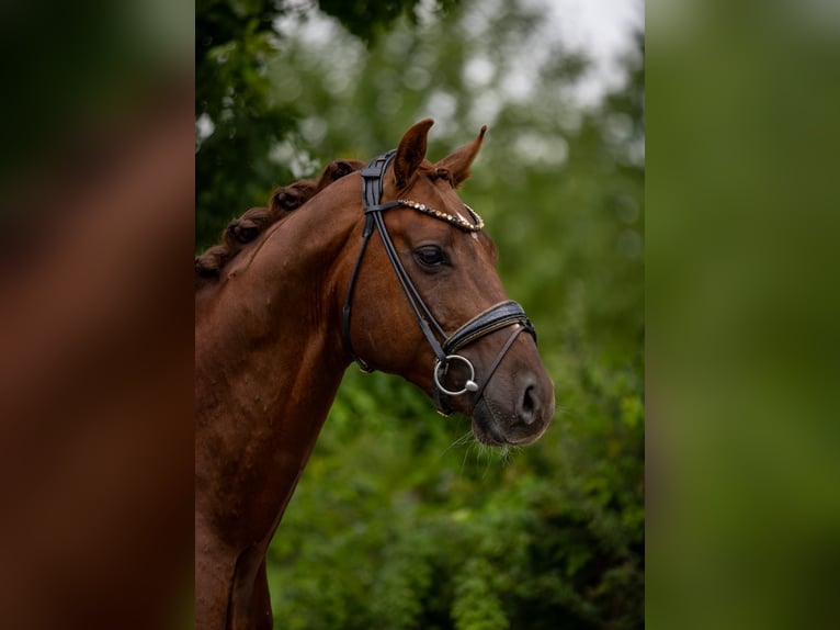 Oldenburg Stallion 6 years 16,1 hh Chestnut in Rosenheim