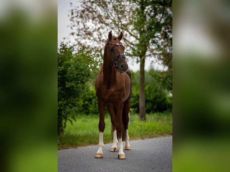 Oldenburg Stallion 6 years 16,1 hh Chestnut in Rosenheim