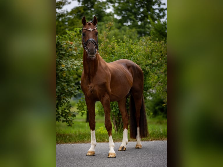 Oldenburg Stallion 6 years 16,1 hh Chestnut in Rosenheim