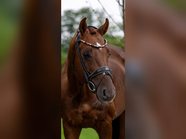 Oldenburg Stallion 6 years 16,1 hh Chestnut in Rosenheim