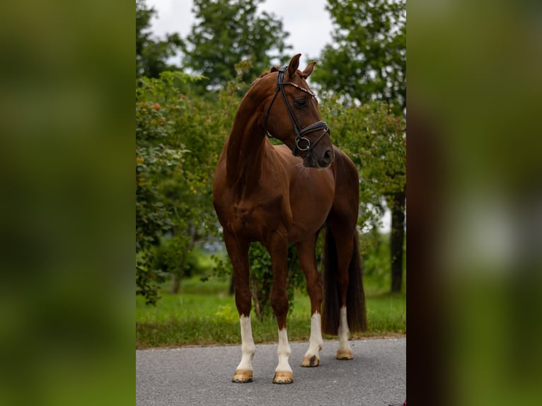 Oldenburg Stallion 6 years 16,1 hh Chestnut in Rosenheim