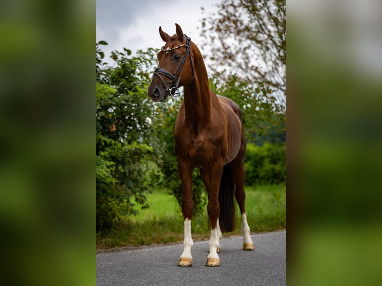 Oldenburg Stallion 6 years 16,1 hh Chestnut in Rosenheim