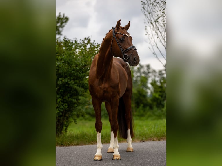 Oldenburg Stallion 6 years 16,1 hh Chestnut in Rosenheim