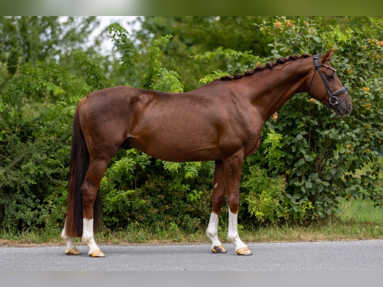 Oldenburg Stallion 6 years 16,1 hh Chestnut in Rosenheim