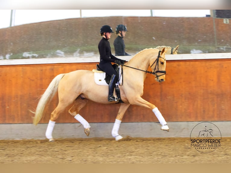Oldenburg Stallion 6 years 16,3 hh Palomino in Brest