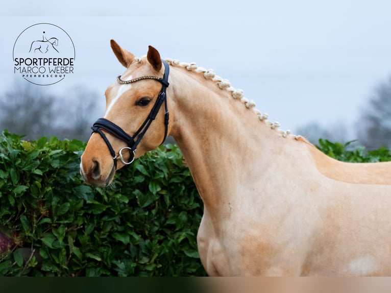 Oldenburg Stallion 6 years 16,3 hh Palomino in Brest
